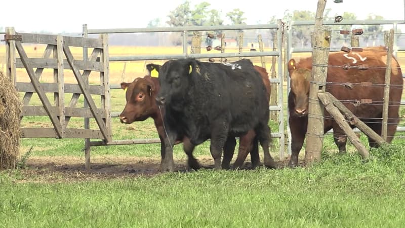 Lote 24