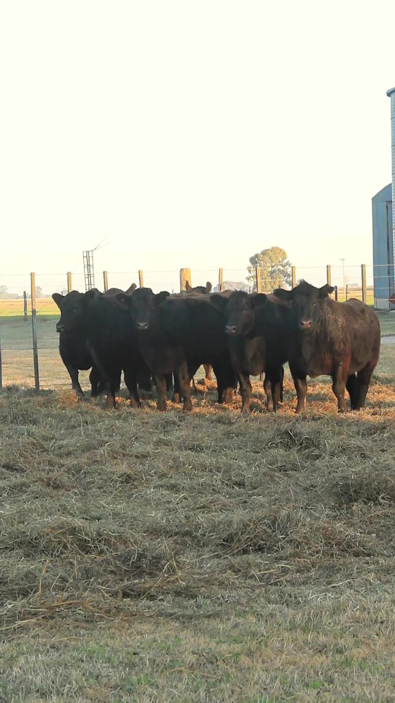 Lote 57