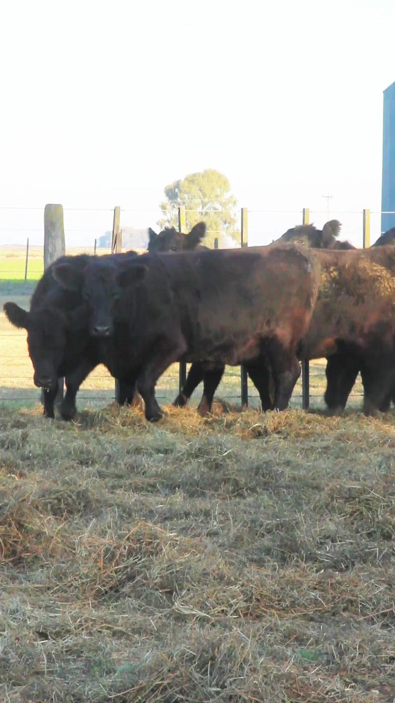 Lote 51