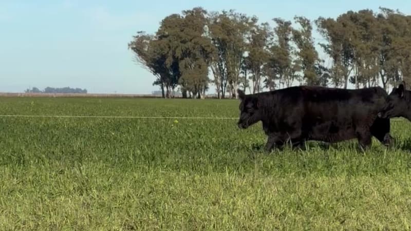 Lote 25
