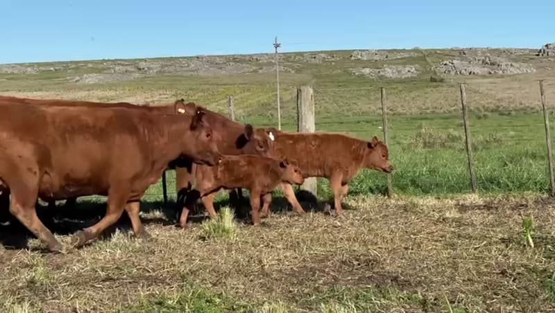 42 vaquillonas paridas. Salen a la venta en lotes de 6 vaquillonas c/cria. 
4 lotes de coloradas, terneros hijos de Dinamitado. 
2 lotes de negras, terneros hijos de Remixado.