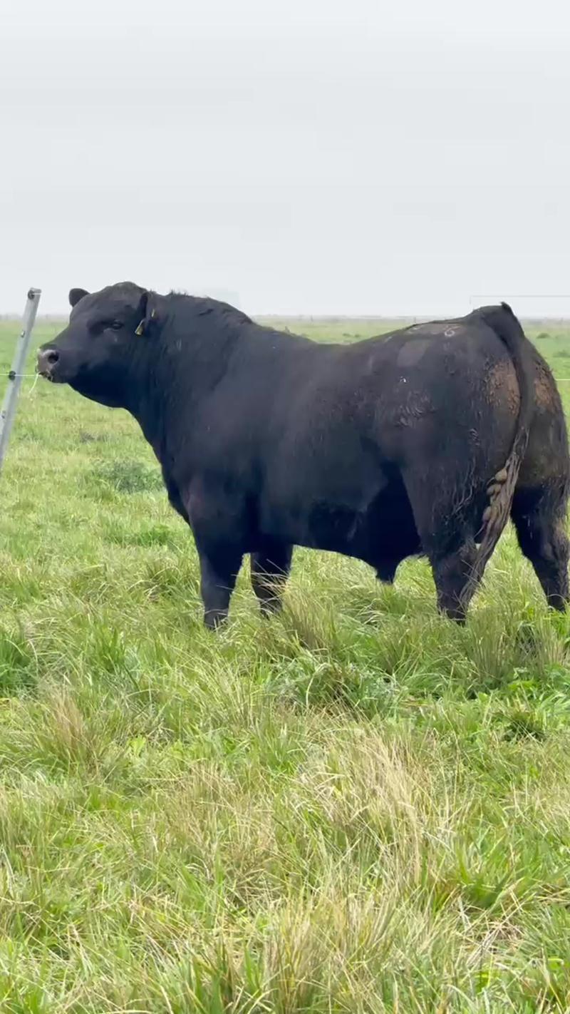 3106