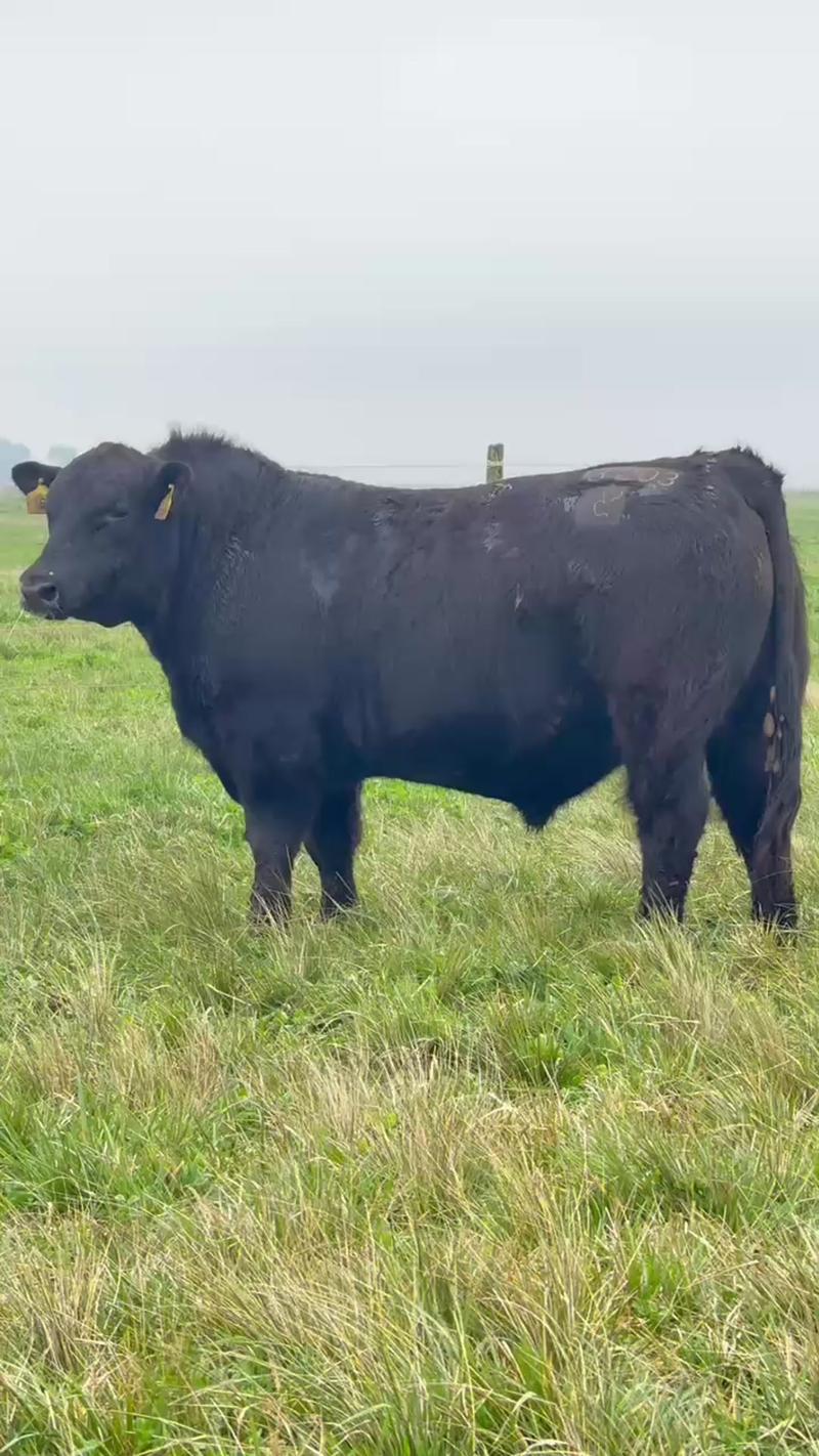 3203