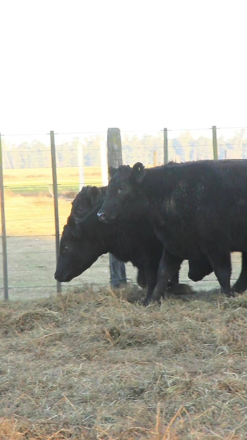 Lote 54