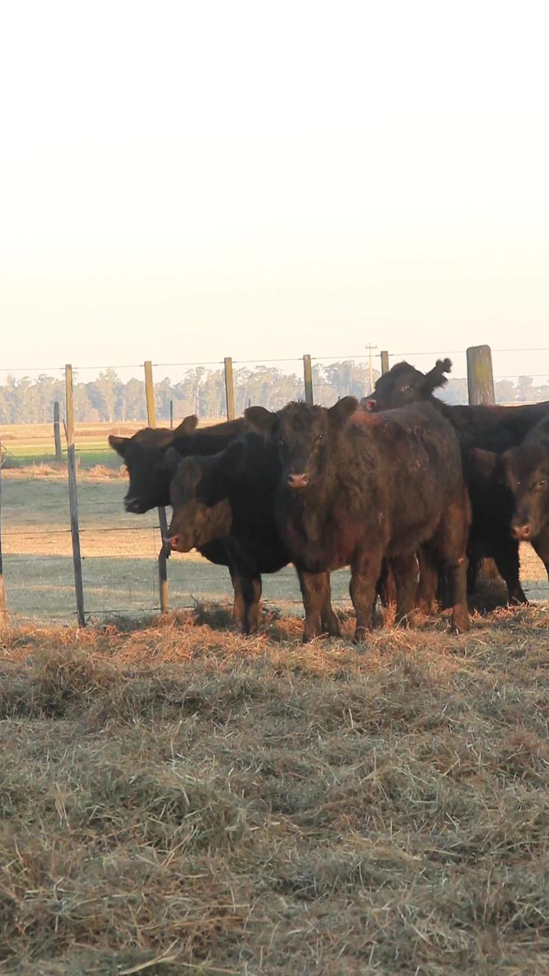 Lote 59