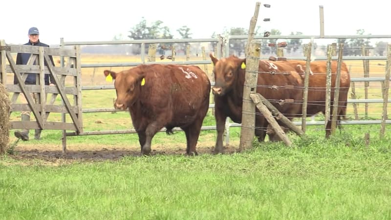 Lote 19