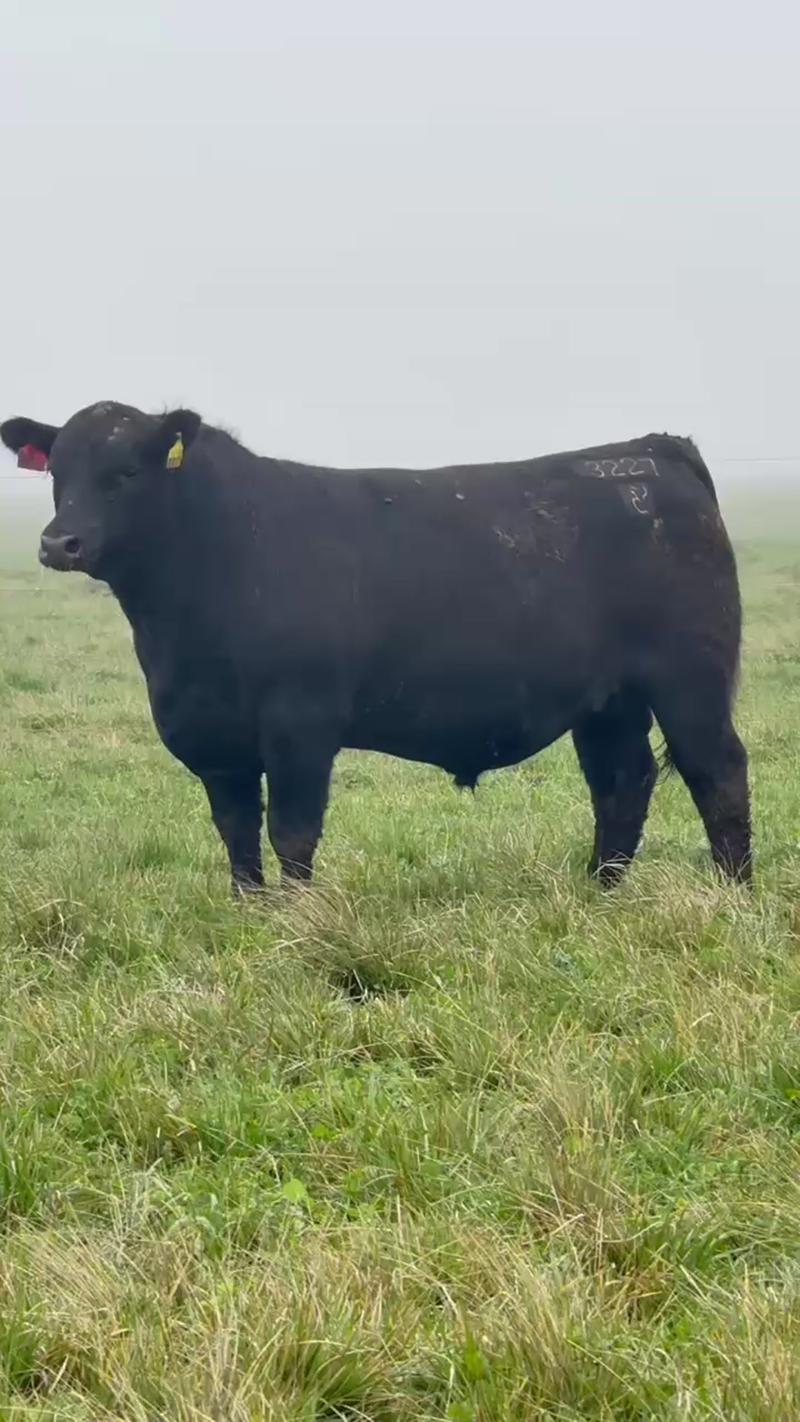 3227