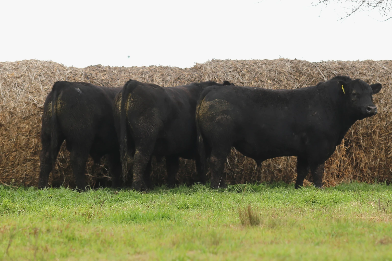 Lote 10
