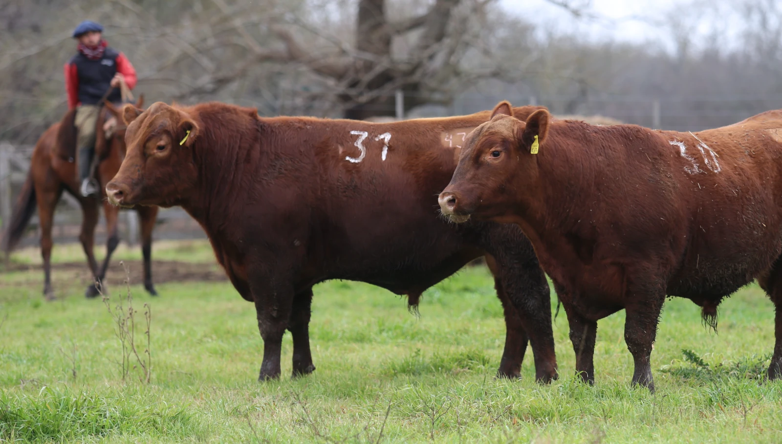 Lote 13