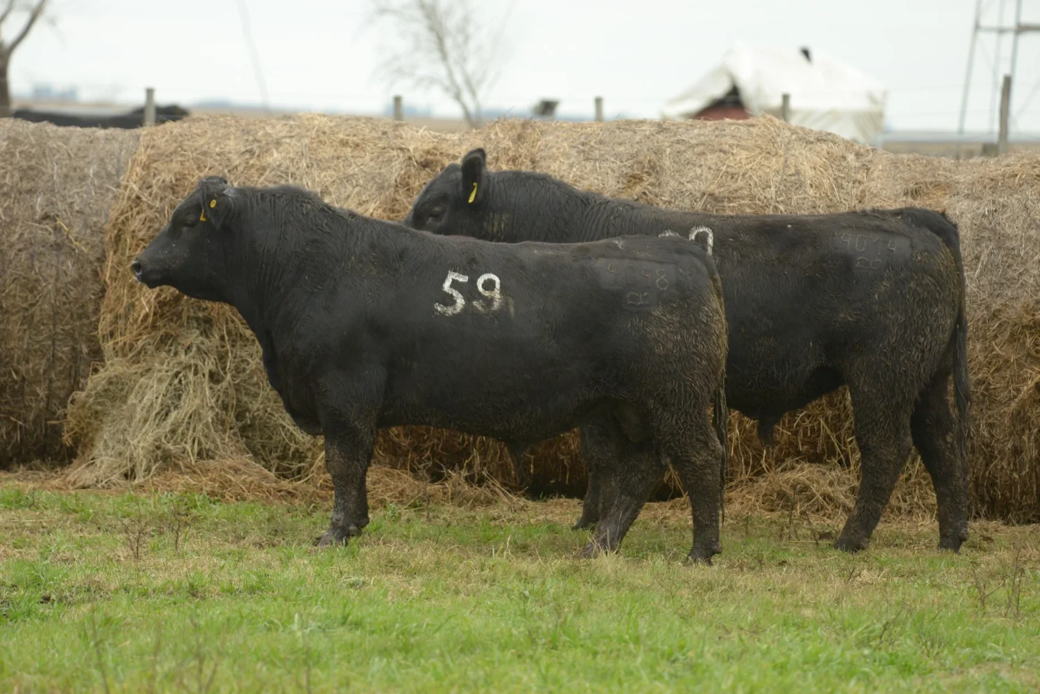 Lote 24