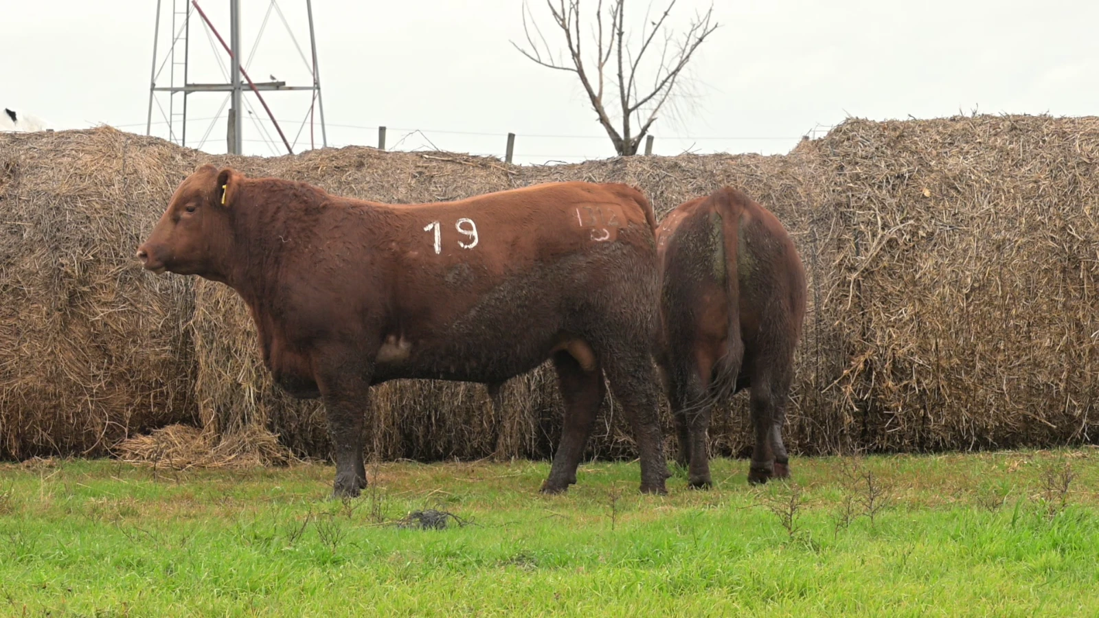 Lote 9