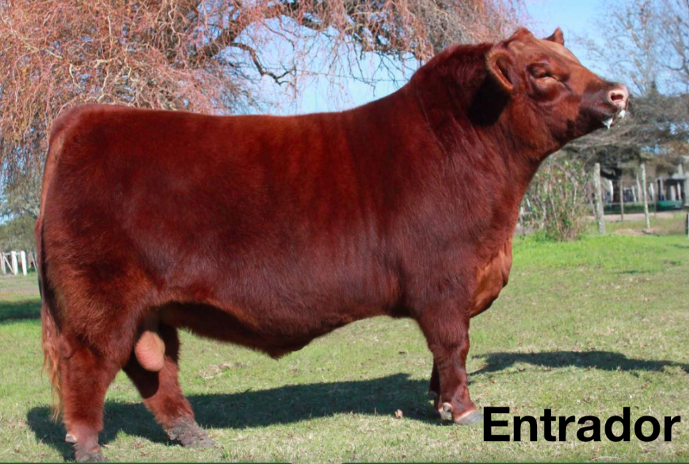 Remate Santa Teresita Tandil 2026