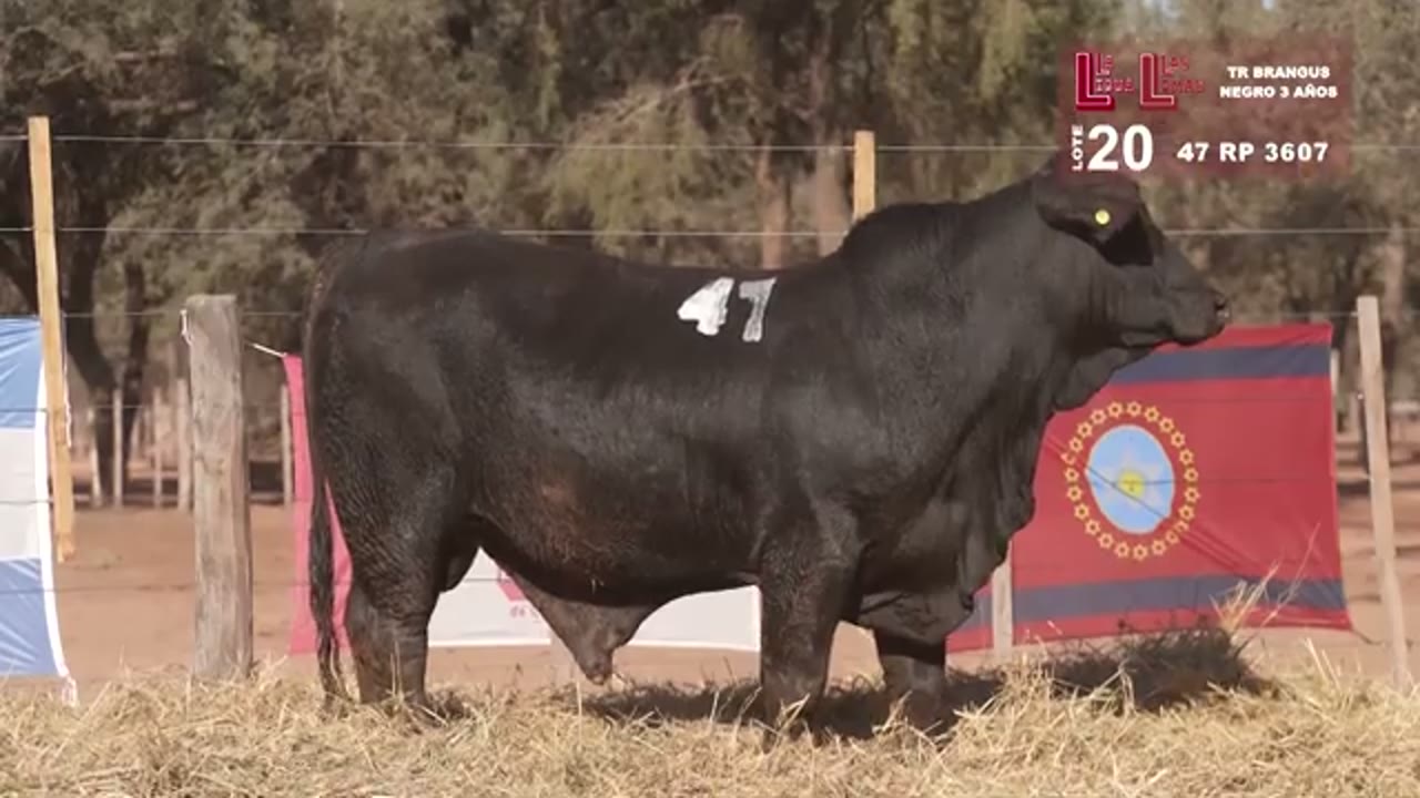 3607