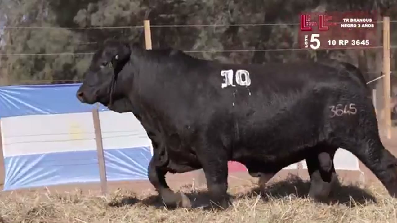 3645