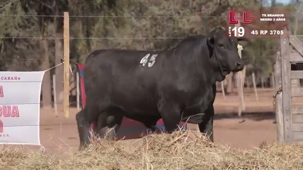 3705