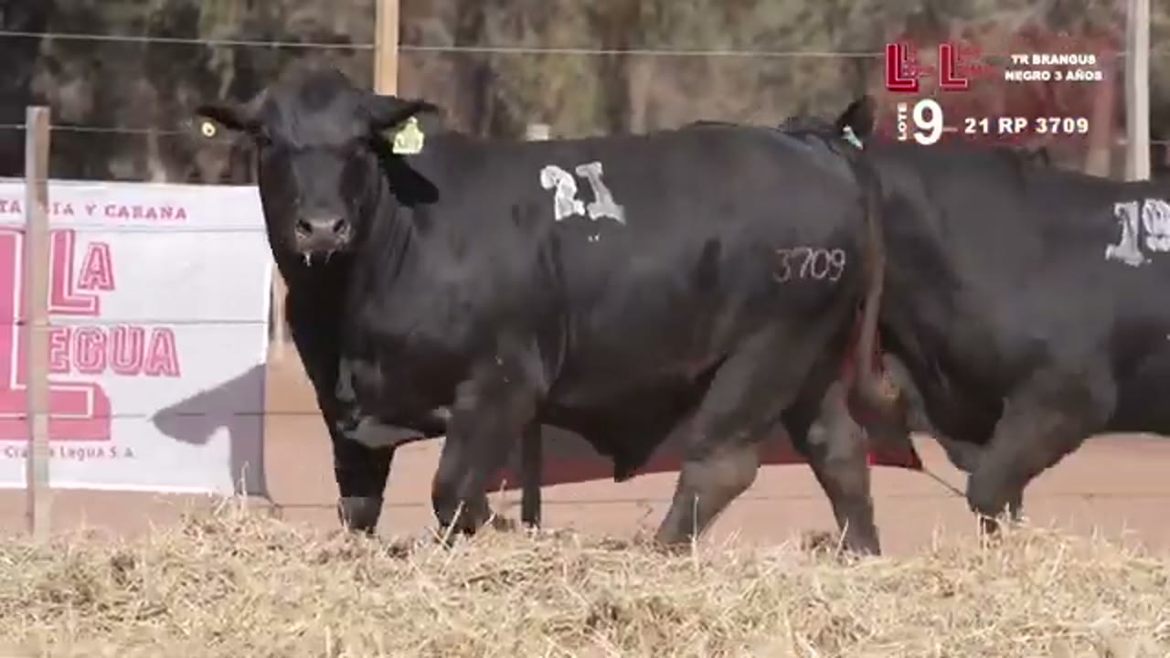 3709