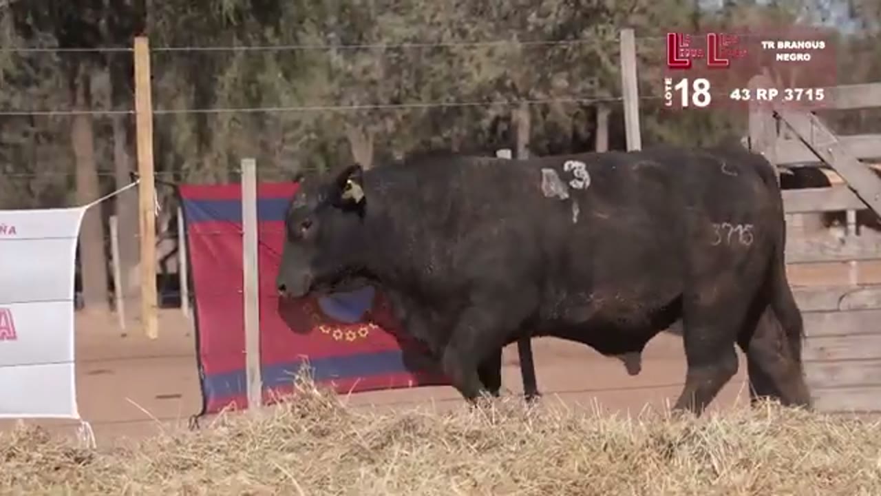 3715
