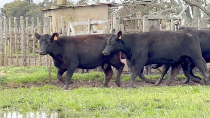 9 Vaquillonas con cría