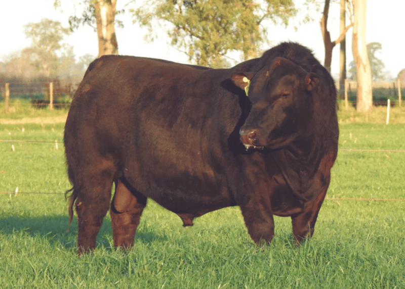 Lote 19