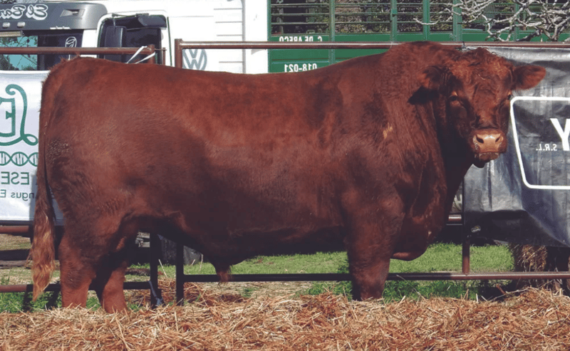 Lote 17