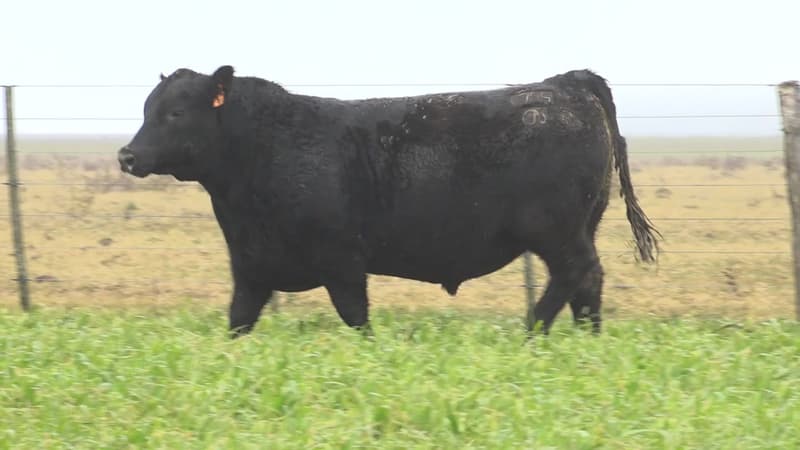 C755