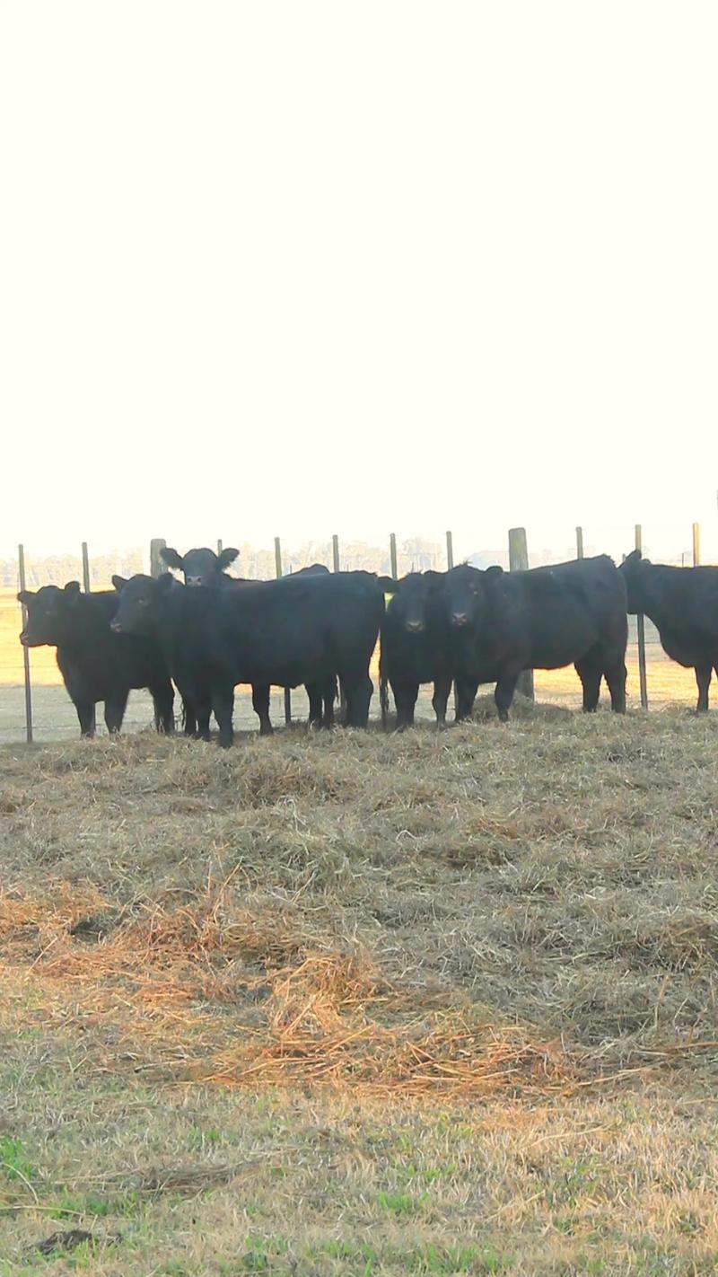 Lote 55