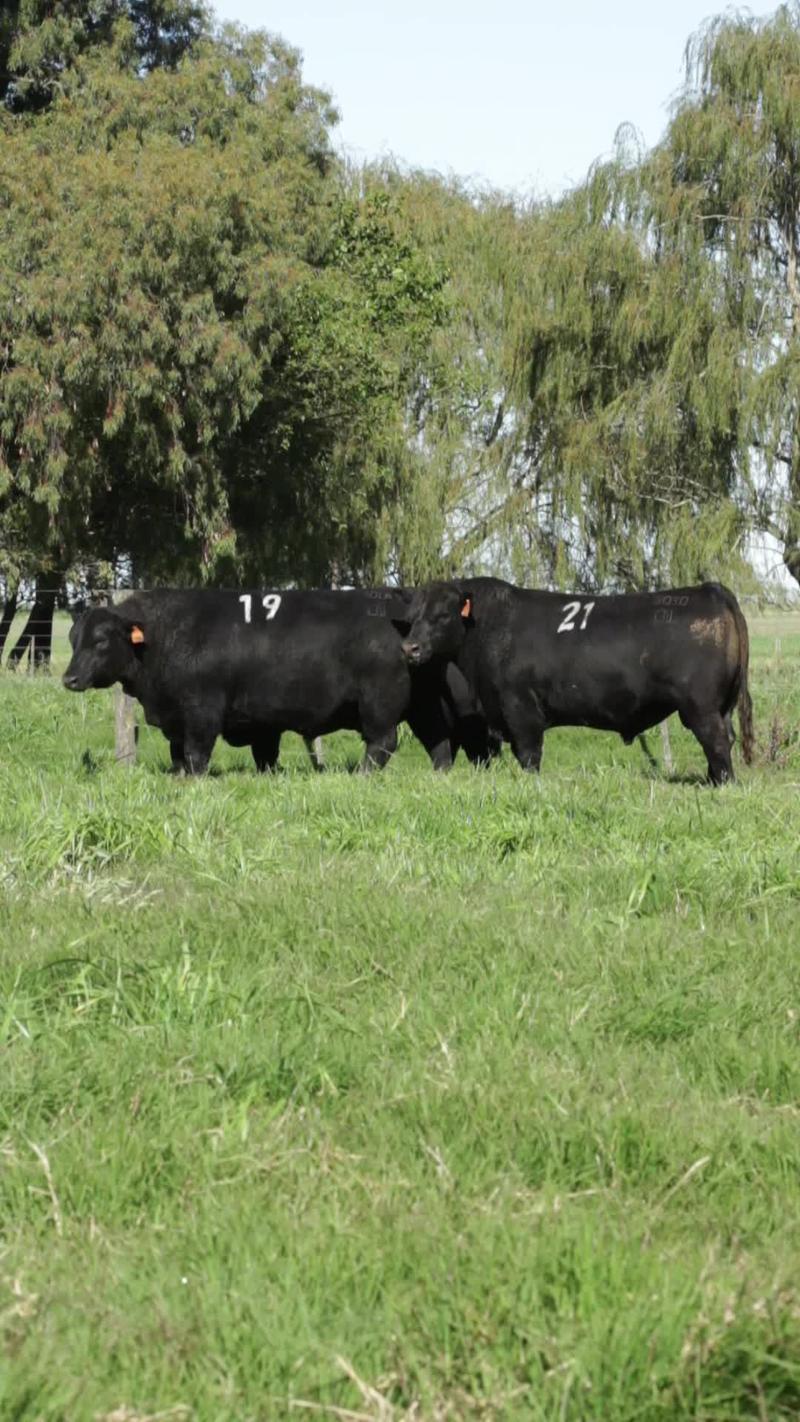 Lote 9