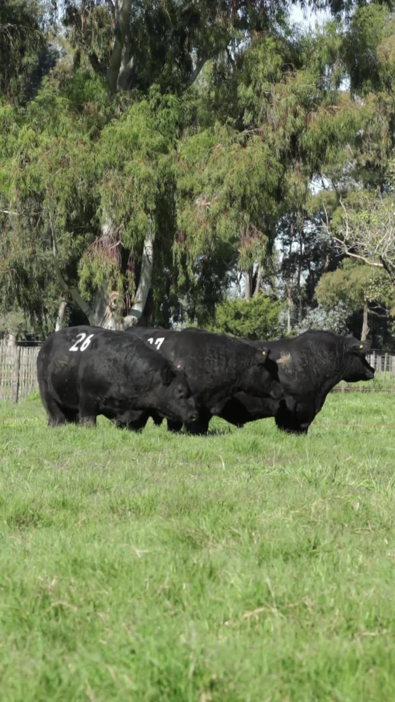 Lote 11