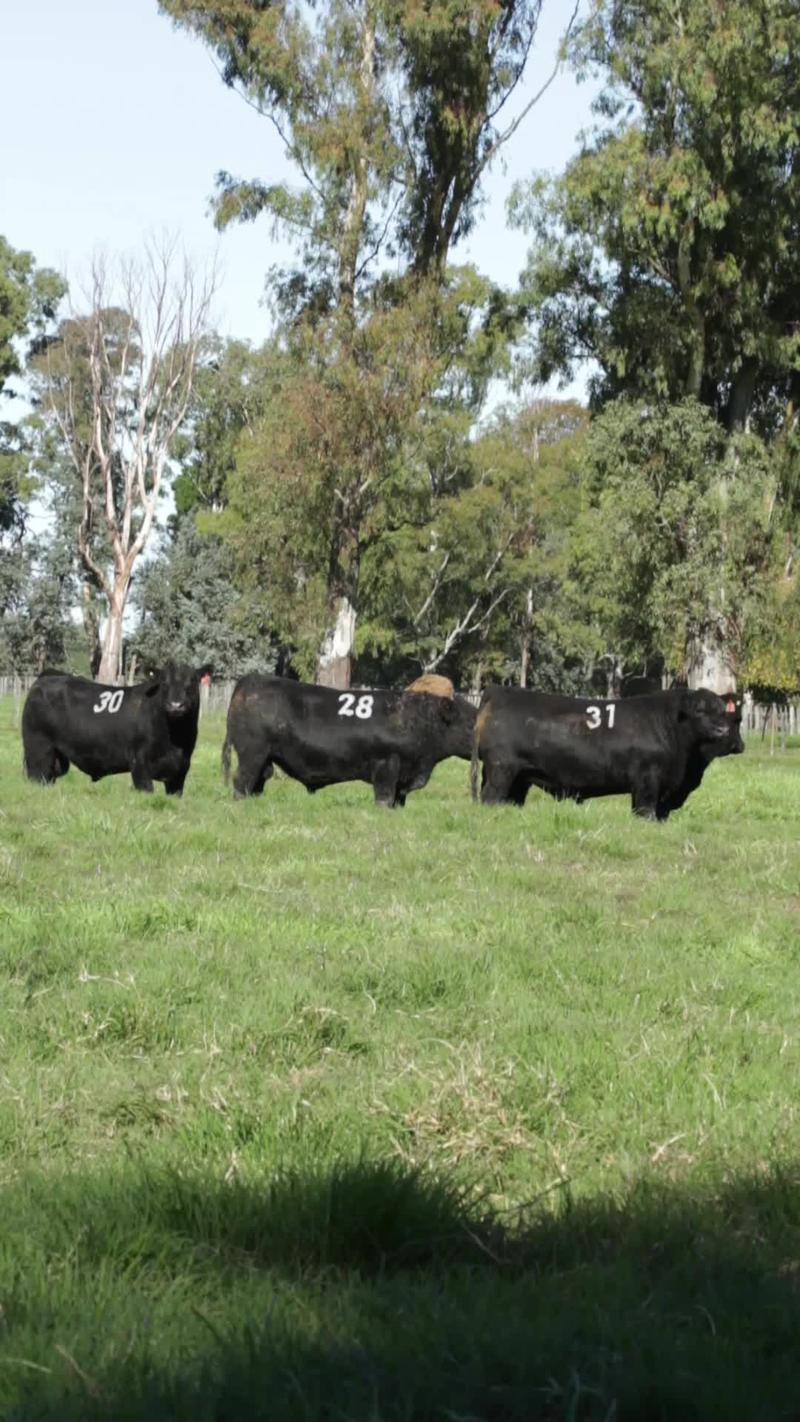 Lote 12