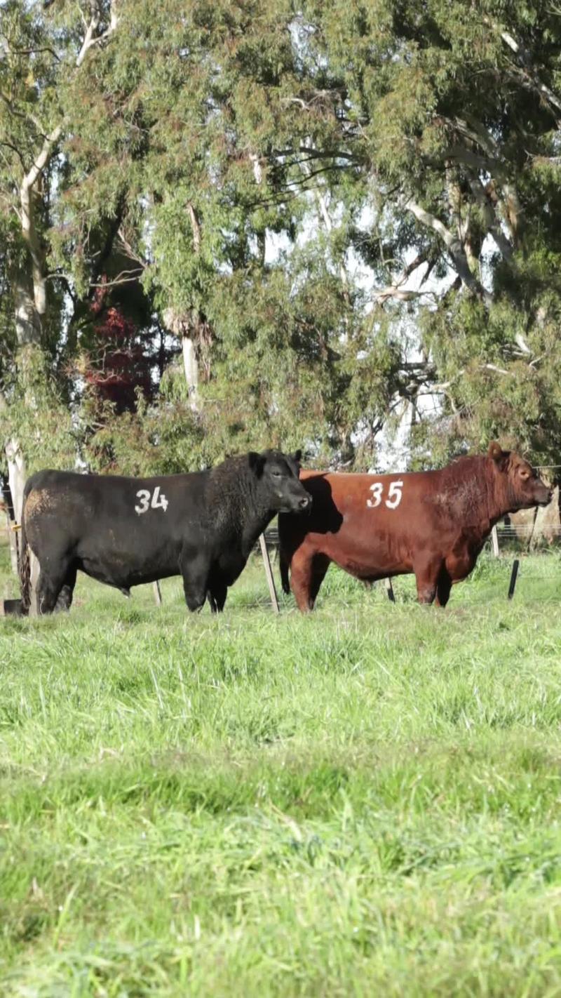 Lote 14