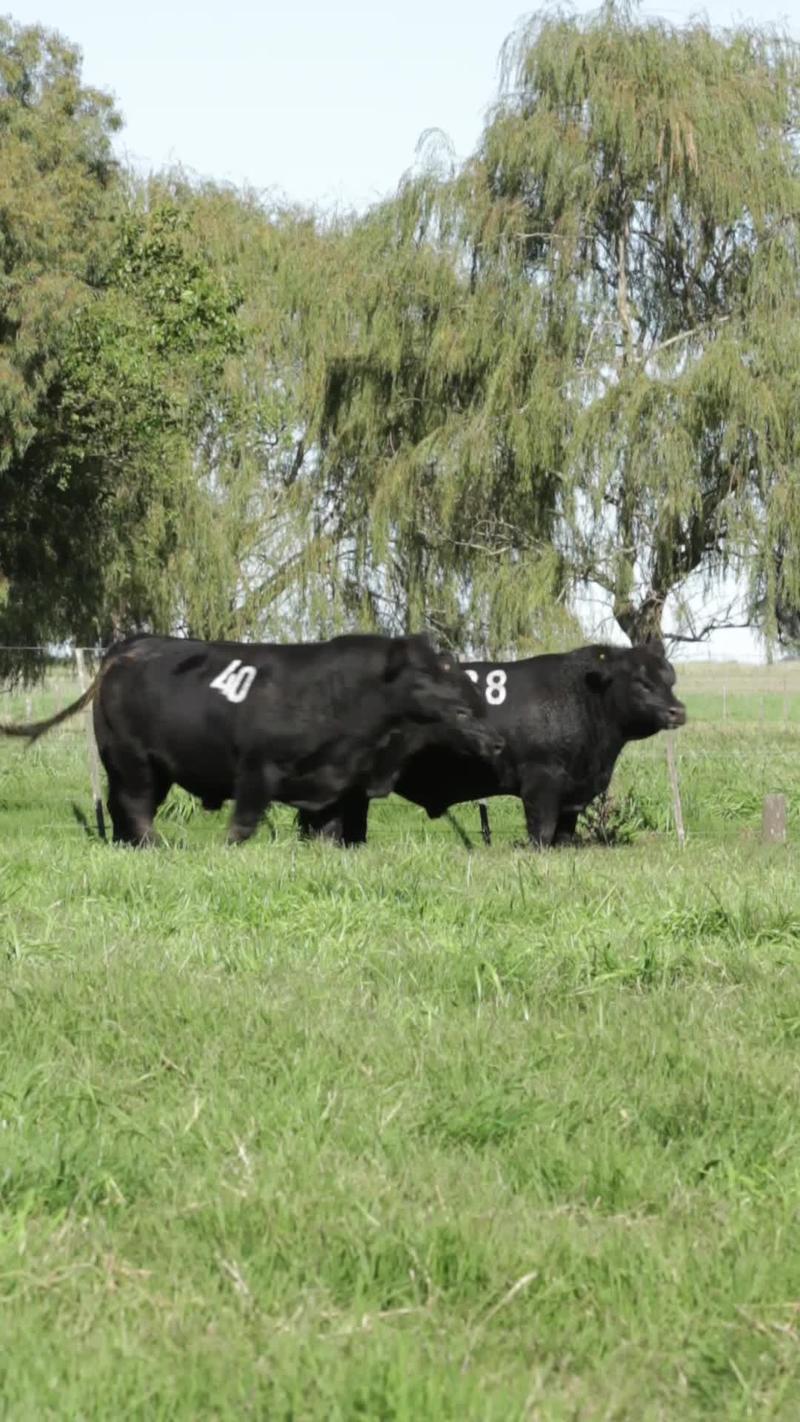 Lote 16