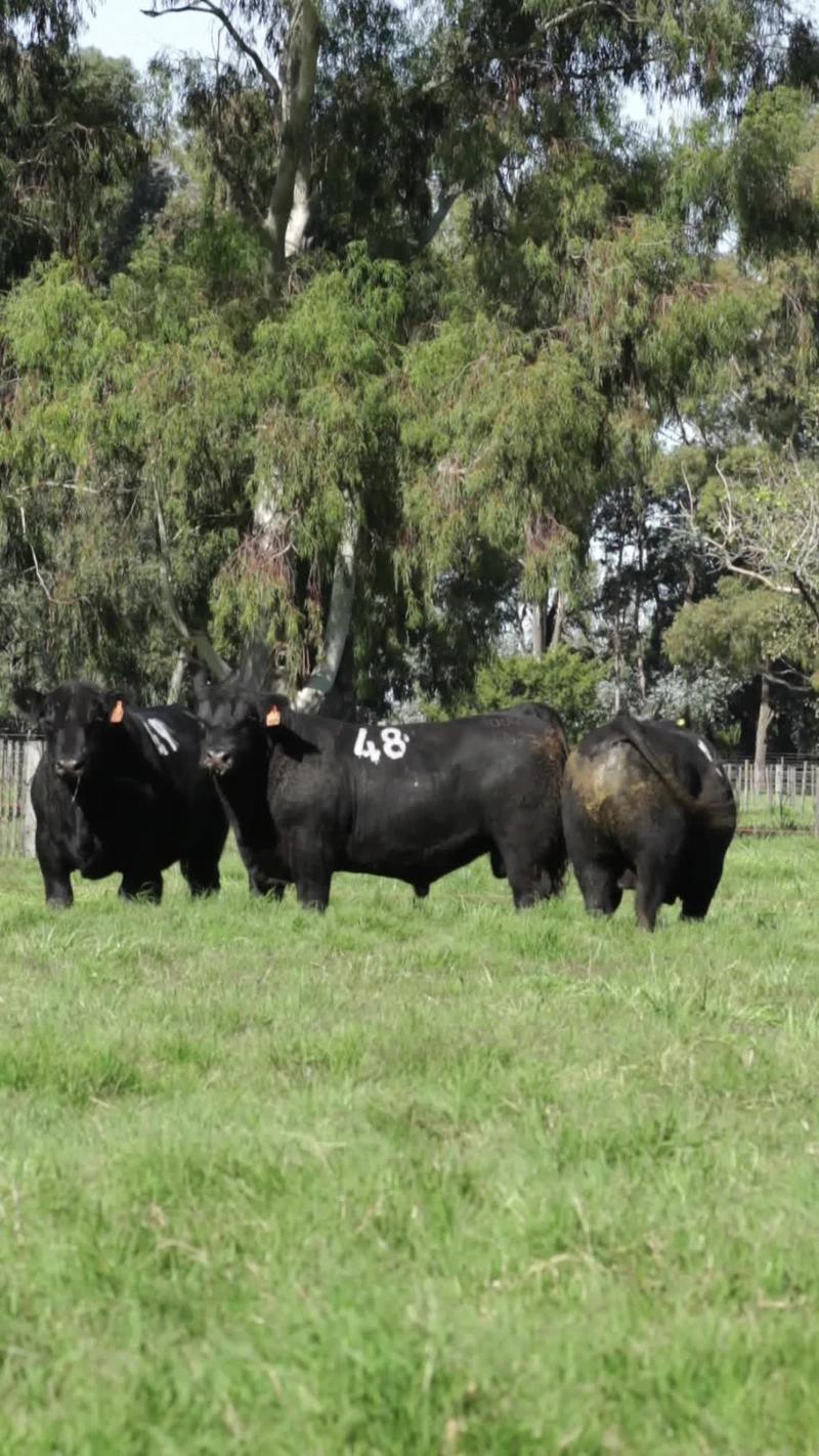 Lote 19