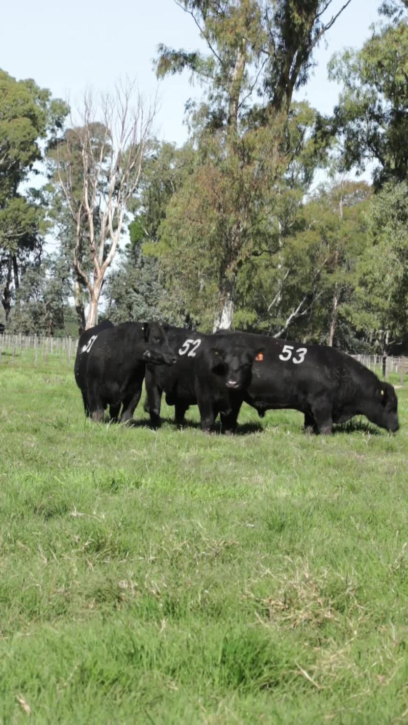 Lote 20