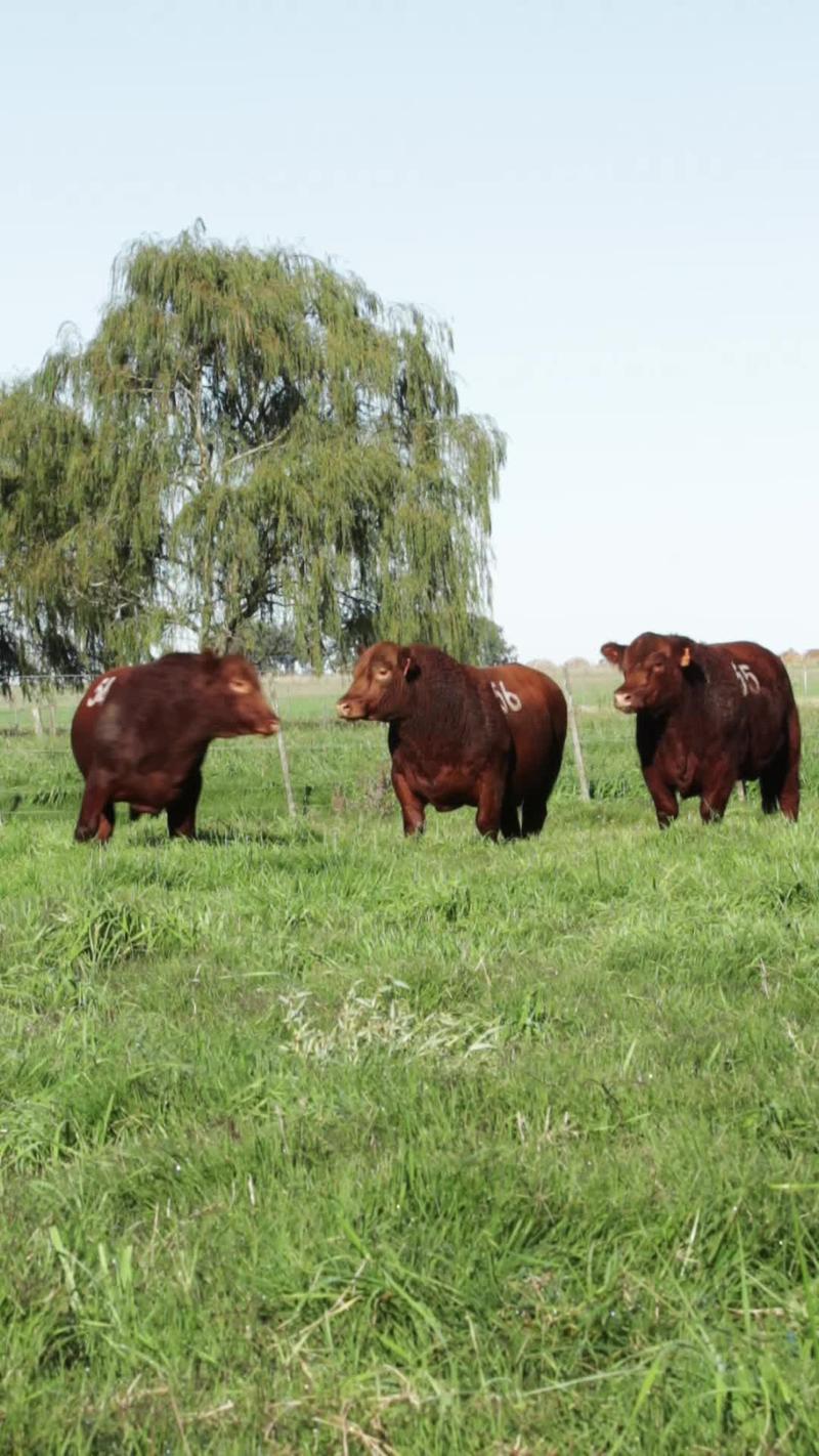 Lote 21