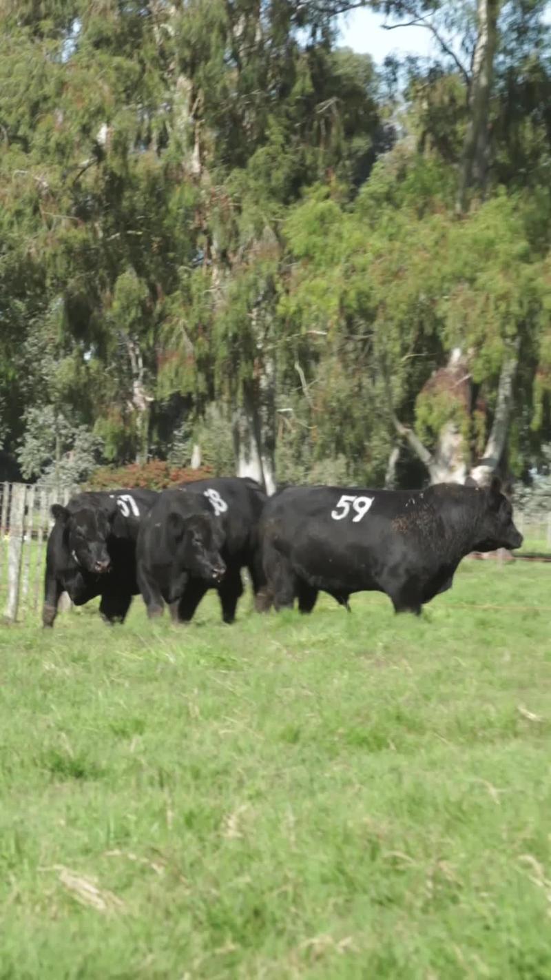 Lote 22