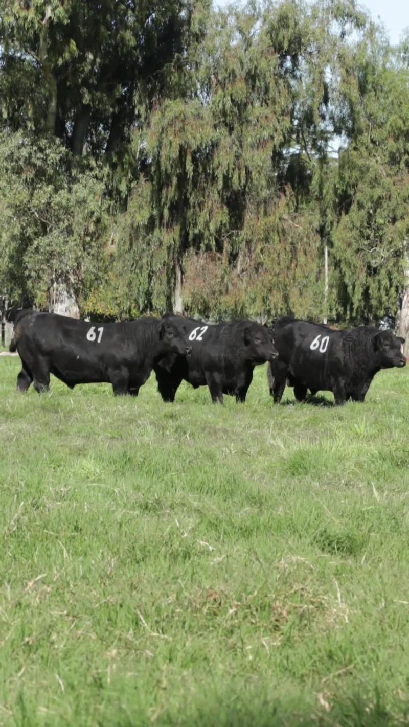 Lote 23