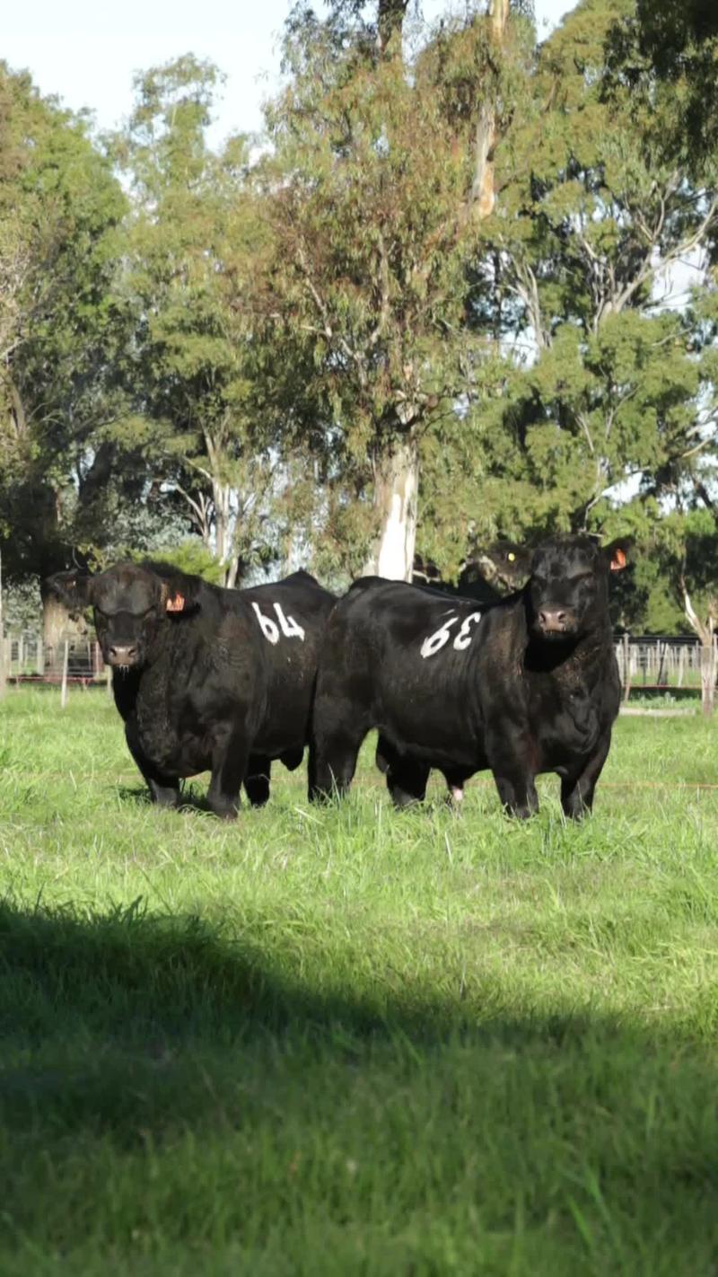Lote 24