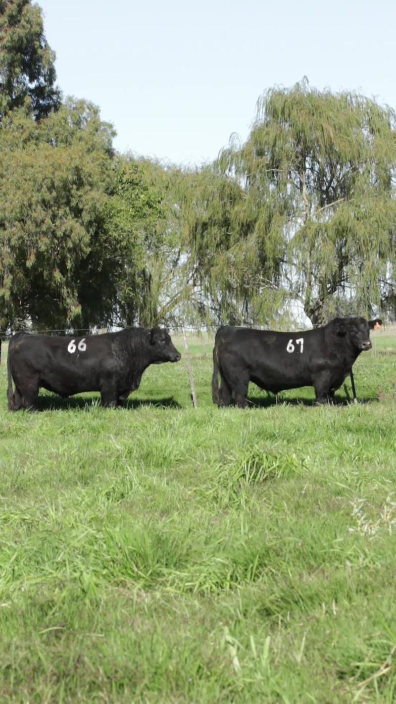 Lote 25