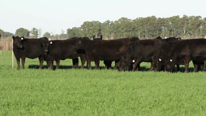 Lote 31