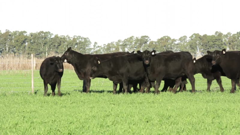 Lote 32