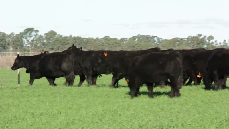Lote 33
