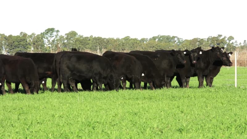 Lote 35
