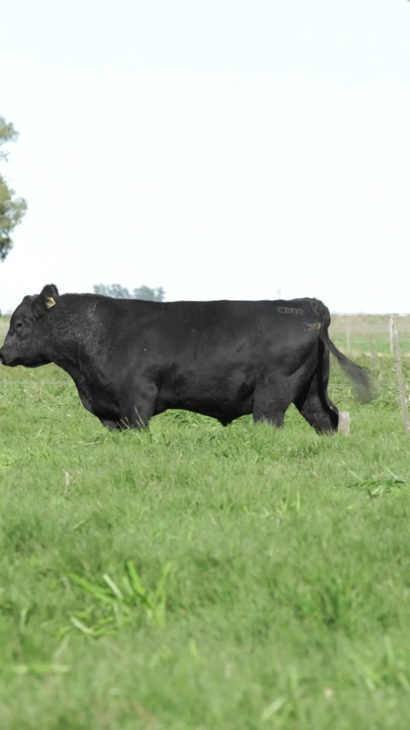 Lote 2