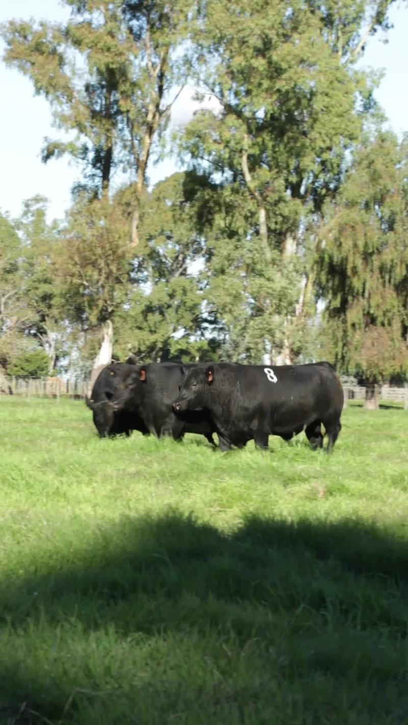 Lote 5