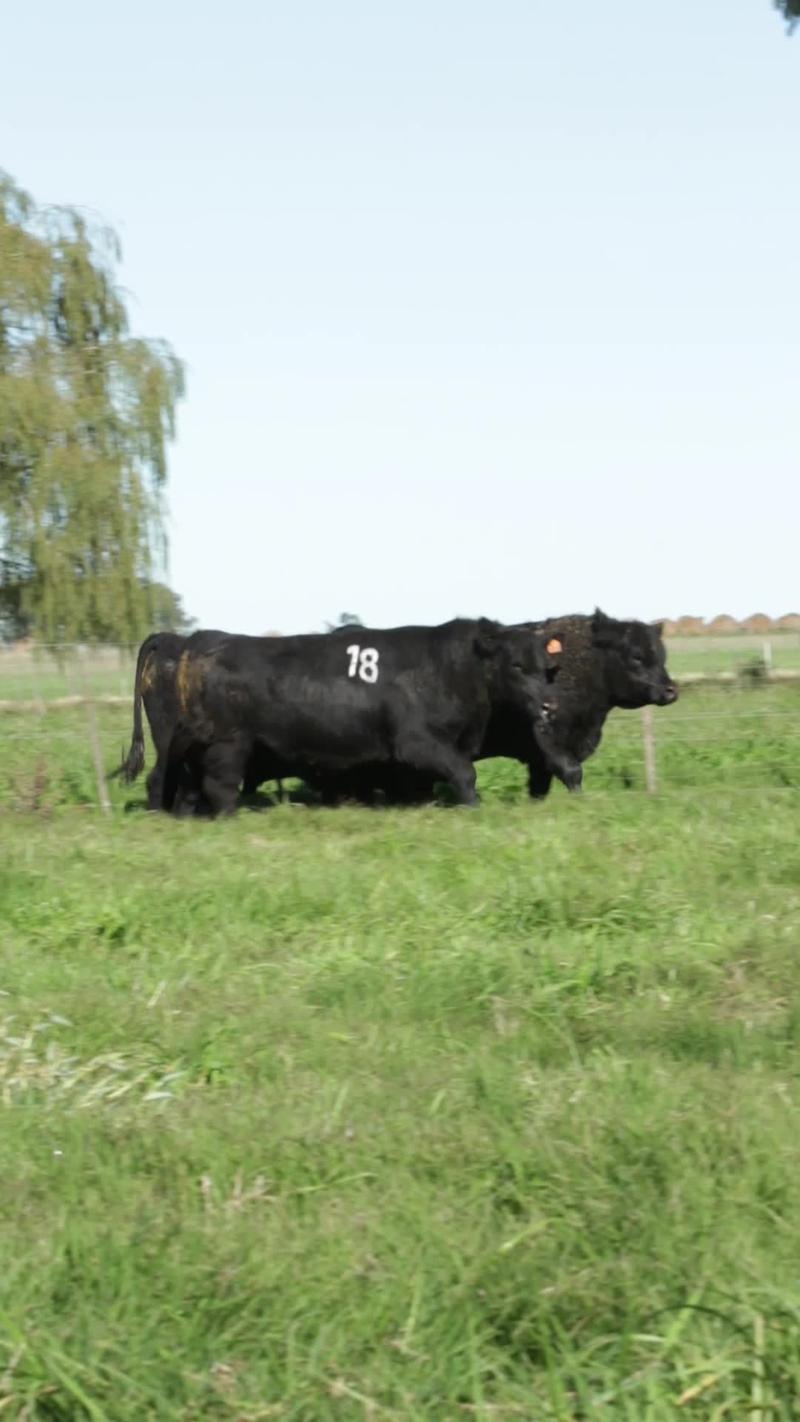 Lote 8