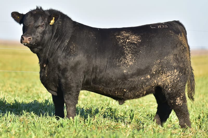 C703