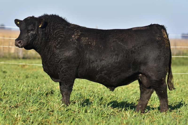 C691