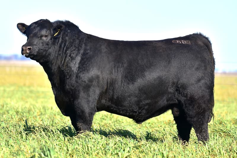 C689
