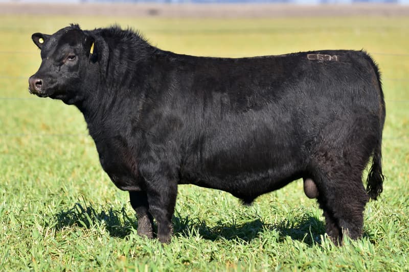 C671