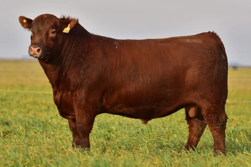C783